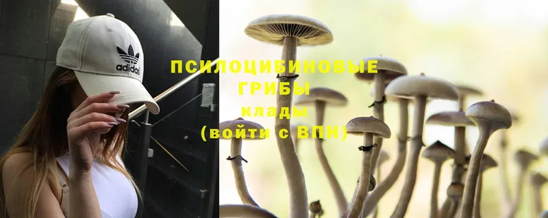 гидра зеркало  как найти закладки  Аксай  Галлюциногенные грибы MAGIC MUSHROOMS 